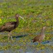 Ibis falcinelle en Camargue gardoise